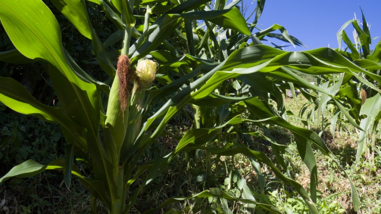 EDUCACIÓN AMBIENTAL Y AGROECOLOGÍA
