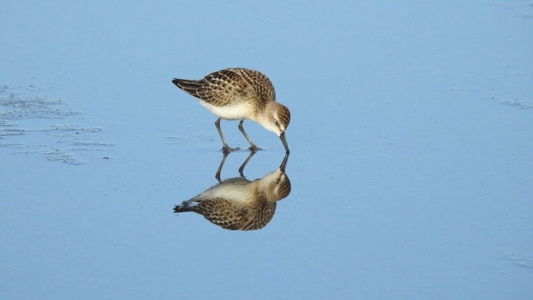 GRUPO DE OBSERVADORES DE AVES – GOA